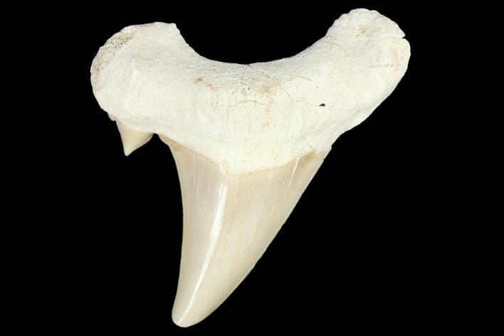 Fossil Shark Tooth (Otodus) - Morocco #103247